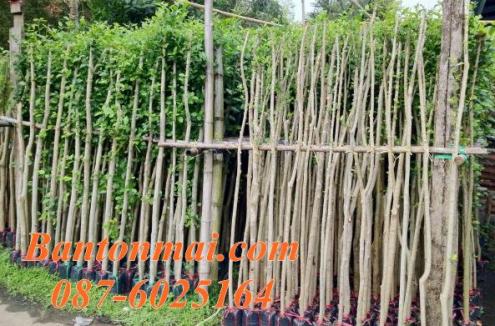 ต้นข่อย ต้นข่อยทำรั้ว ราคาต้นข่อย ต้นข่อยราคาส่ง 087-6025164