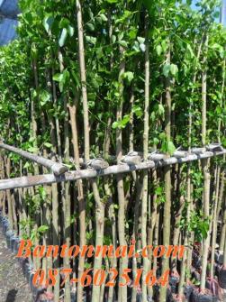 ต้นข่อย ต้นข่อยทำรั้ว ราคาต้นข่อย ต้นข่อยราคาส่ง 087-6025164