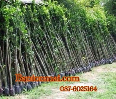 ต้นข่อย ต้นข่อยทำรั้ว ราคาต้นข่อย ต้นข่อยราคาส่ง 087-6025164