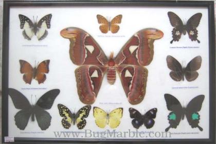 ขายปลีกส่งผีเสื้อสต๊าฟ แมลงสต๊าฟ