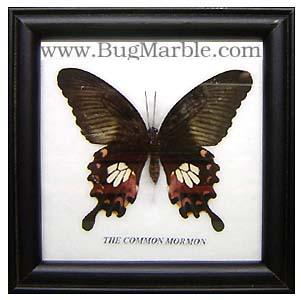 ขายปลีกส่งผีเสื้อสต๊าฟ แมลงสต๊าฟ