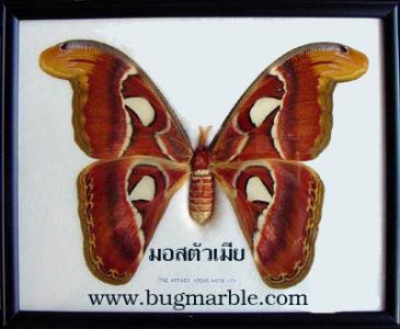 ขายปลีกส่งผีเสื้อสต๊าฟ แมลงสต๊าฟ