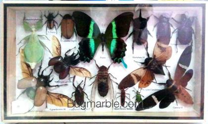 ขายปลีกส่งผีเสื้อสต๊าฟ แมลงสต๊าฟ