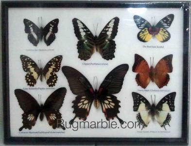 ขายปลีกส่งผีเสื้อสต๊าฟ แมลงสต๊าฟ