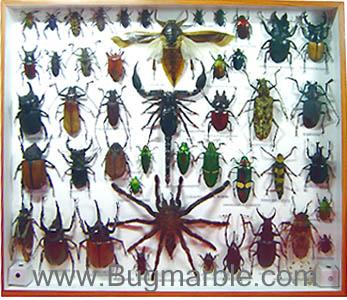 ขายปลีกส่งผีเสื้อสต๊าฟ แมลงสต๊าฟ