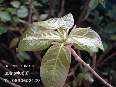 ต้นเลียบ หรือผักเฮียด ต้นไม้ในพุทธประวัติ สวนสมโภชพันธุ์ไม้ Tel: 0890652129