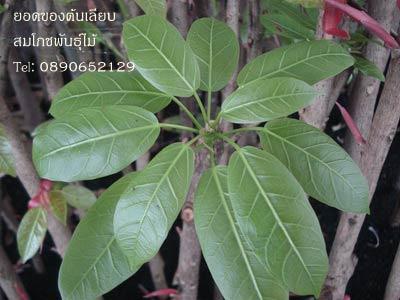 ต้นเลียบ หรือผักเฮียด ต้นไม้ในพุทธประวัติ สวนสมโภชพันธุ์ไม้ Tel: 0890652129